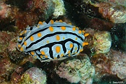 Phyllidia-varicosa Phyllidie variqueuse-Mahe Anse du riz-18m-20190609-Denis-ADER-DSC_8197_tn
